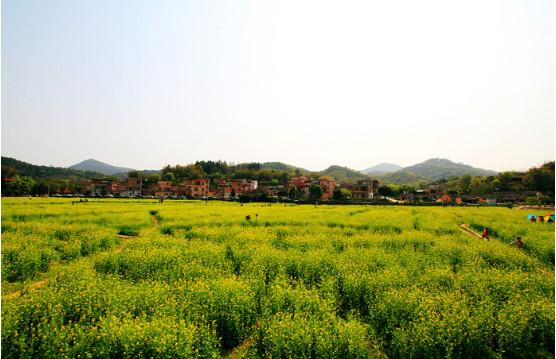 广州加强规划设计建设美丽乡村
