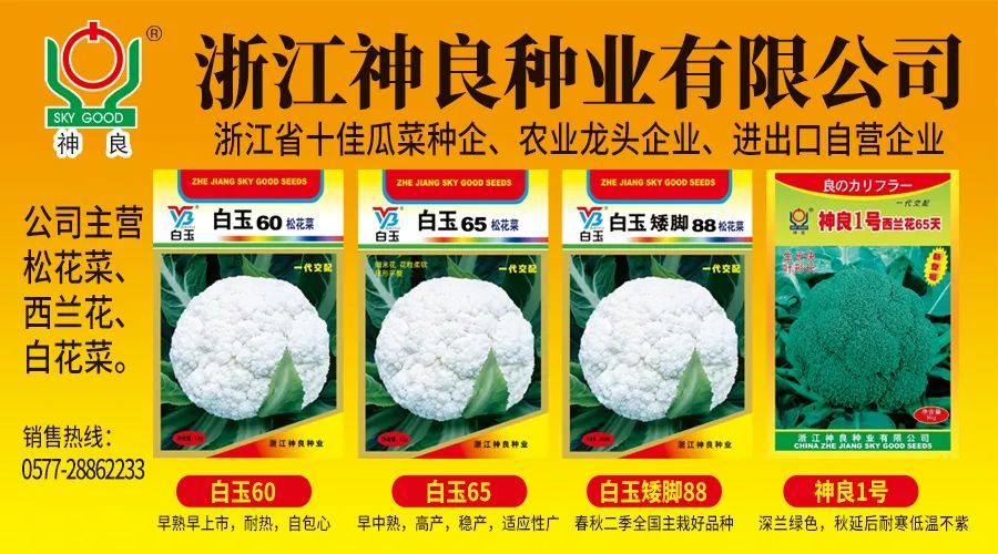 ​5月11日北京新发地菜价，这种蔬菜价格跌到底部